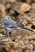 White Wagtail