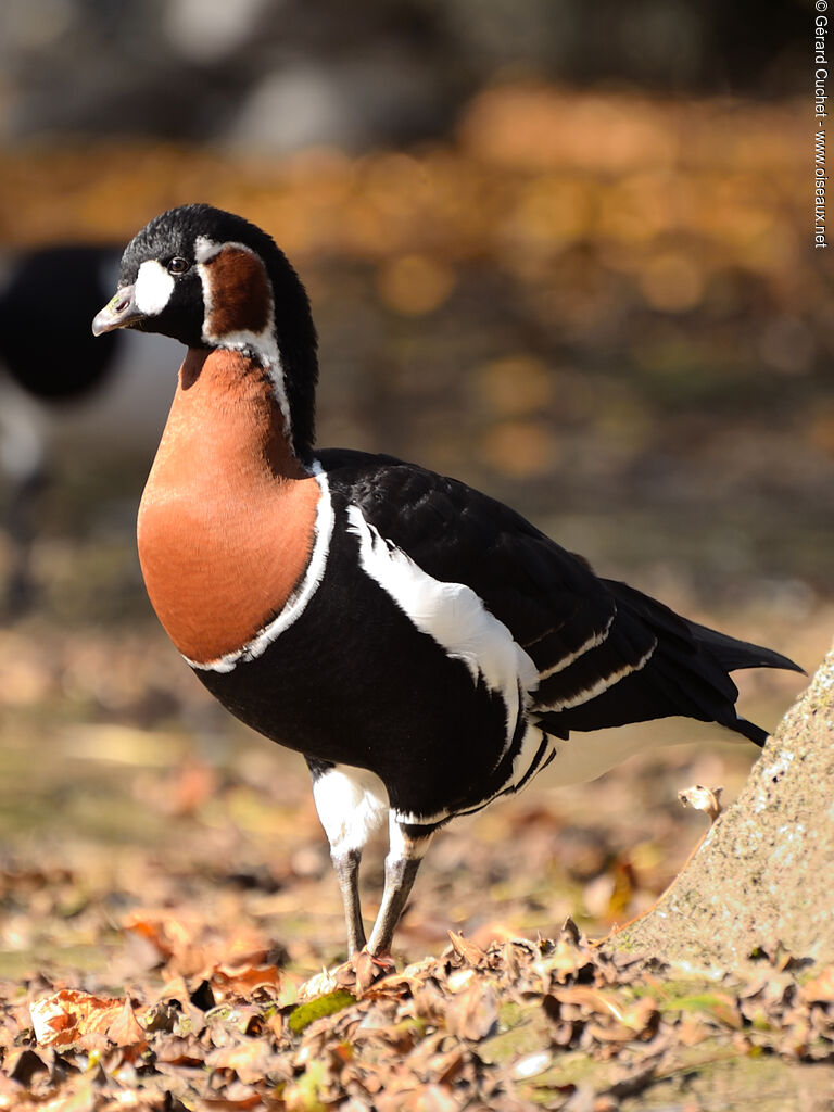 Red-breasted Goose