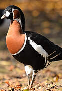 Red-breasted Goose