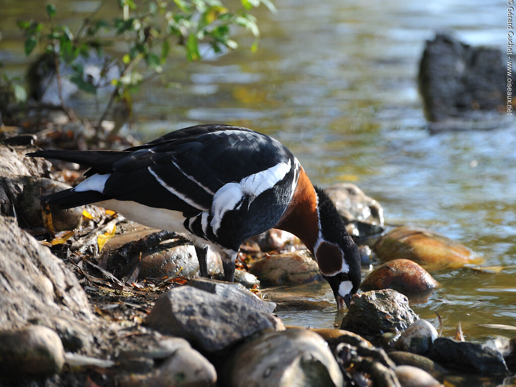 Red-breasted Goose