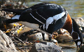 Red-breasted Goose