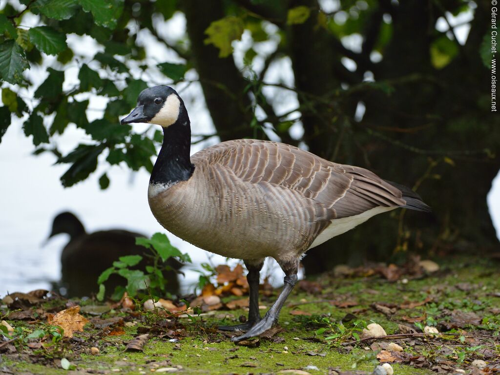 Canada Goose