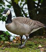 Canada Goose