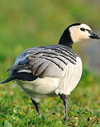 Barnacle Goose