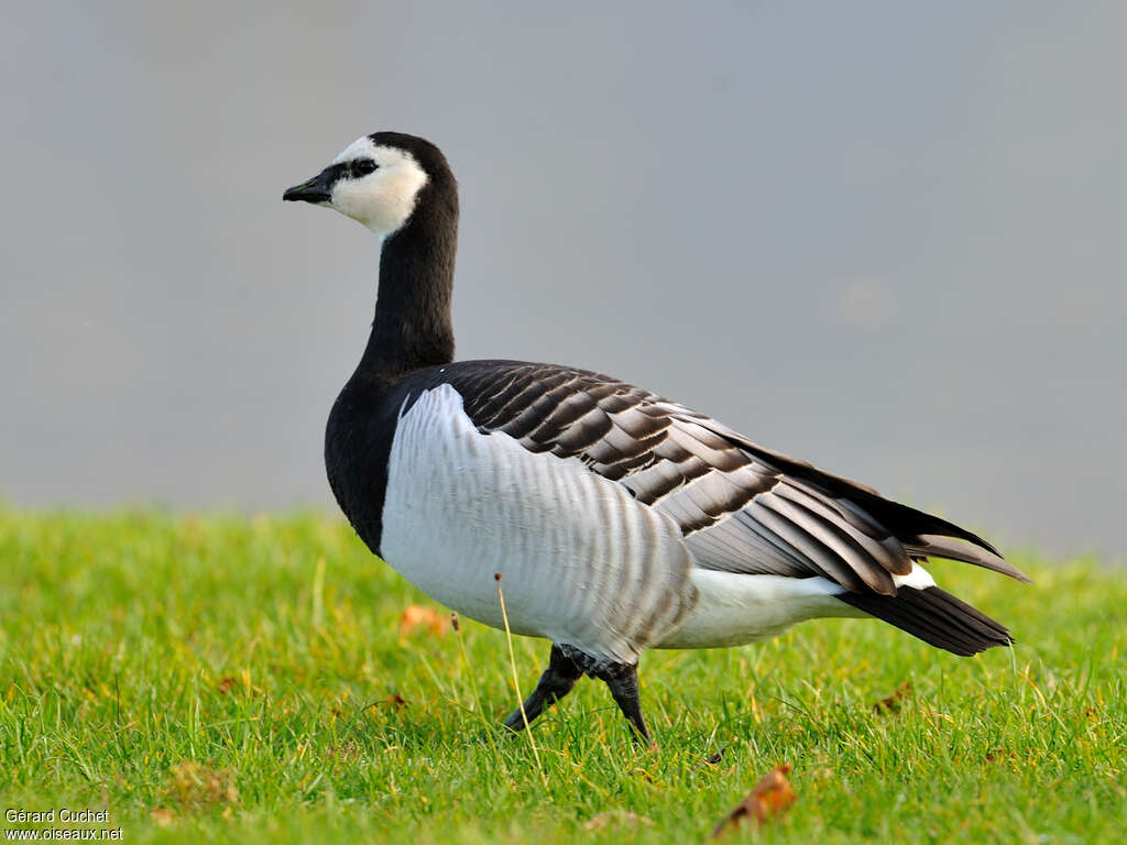 Barnacle Goose