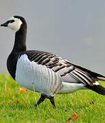 Barnacle Goose