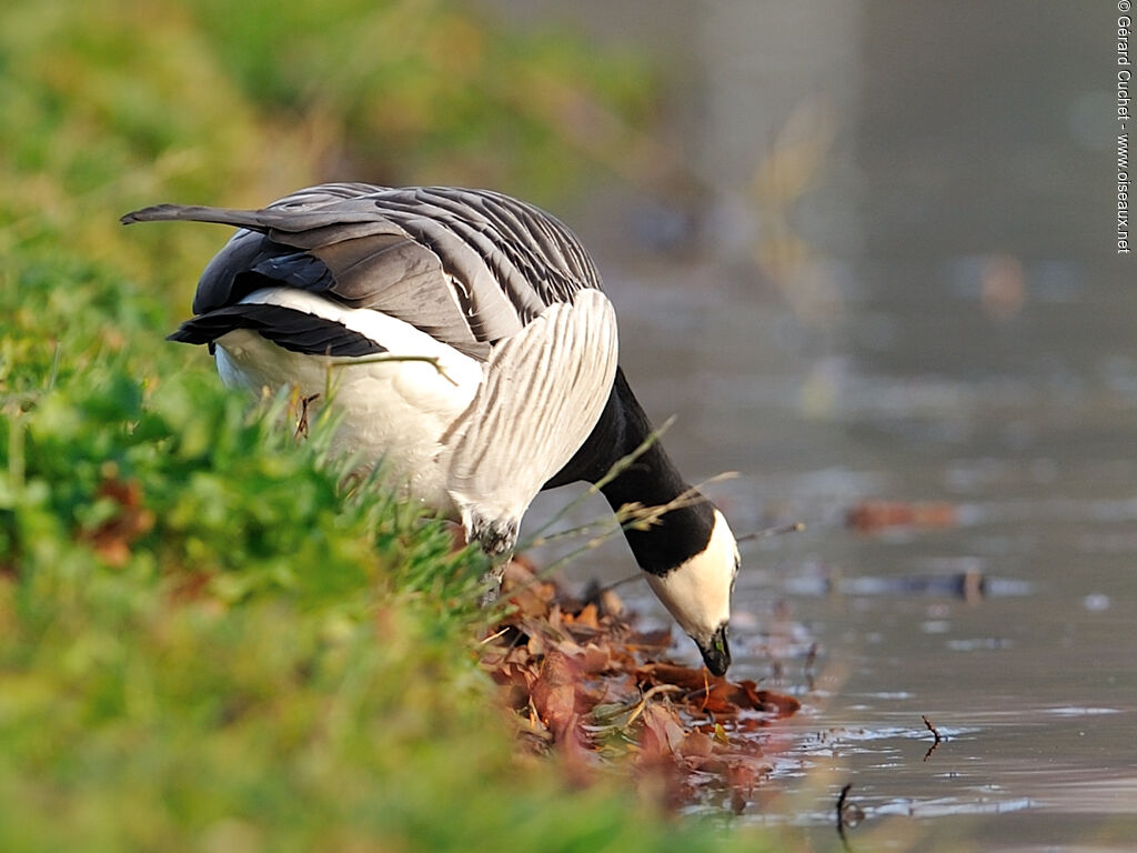 Barnacle Goose