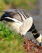 Barnacle Goose