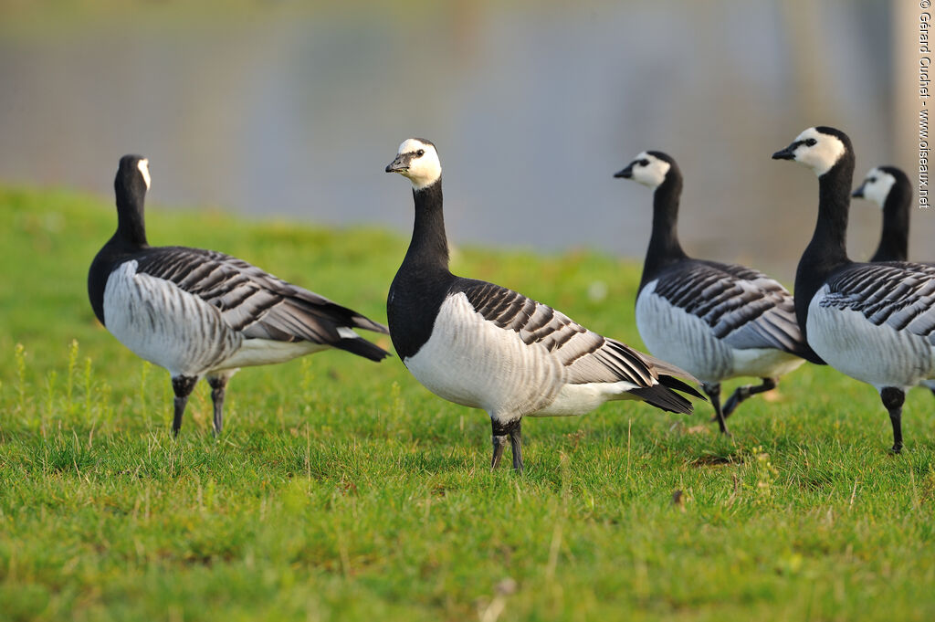 Barnacle Goose