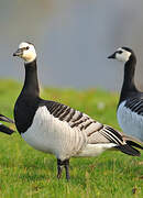 Barnacle Goose