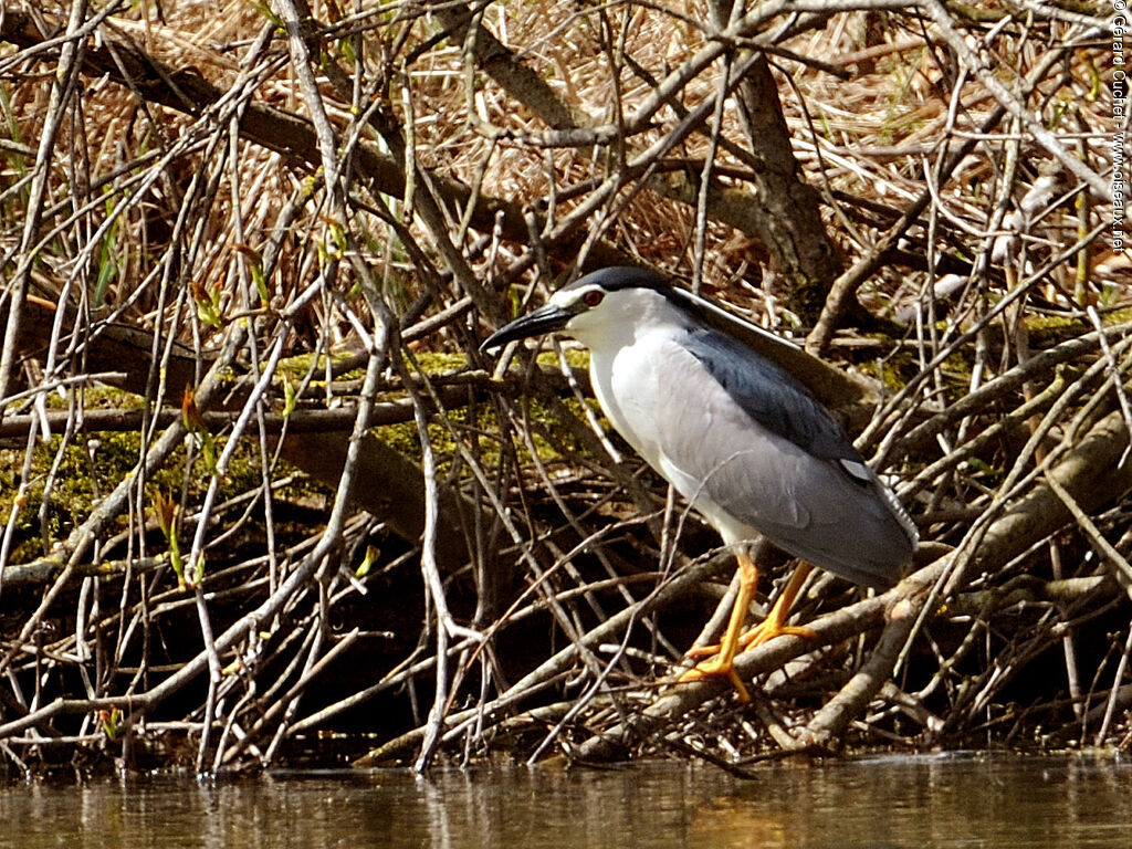 Black-crowned Night Heron