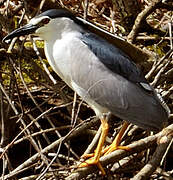 Black-crowned Night Heron