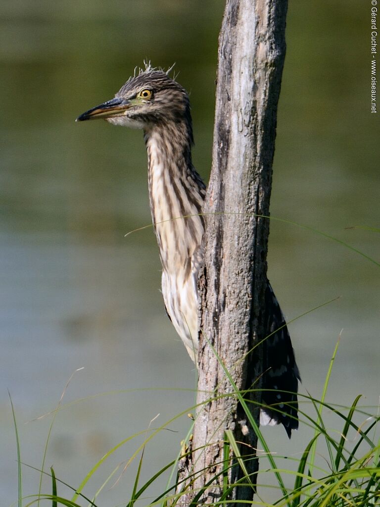 Black-crowned Night HeronFirst year