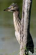 Black-crowned Night Heron