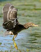 Black-crowned Night Heron