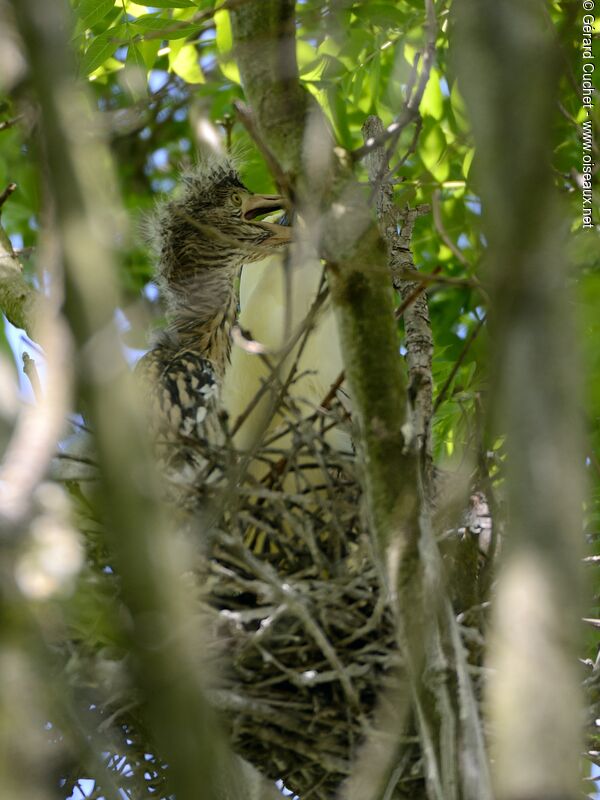 Black-crowned Night Heronjuvenile, Reproduction-nesting
