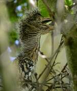 Black-crowned Night Heron