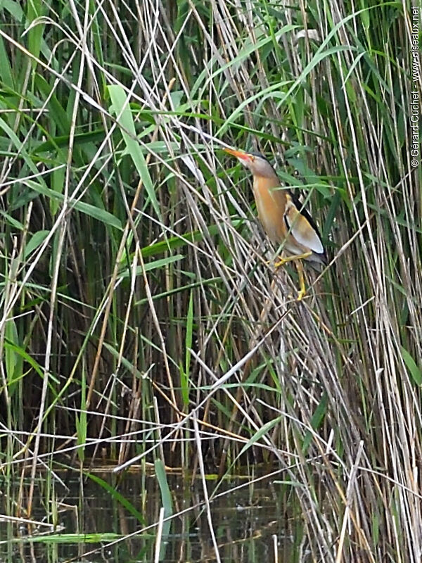 Little Bittern