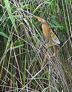 Little Bittern