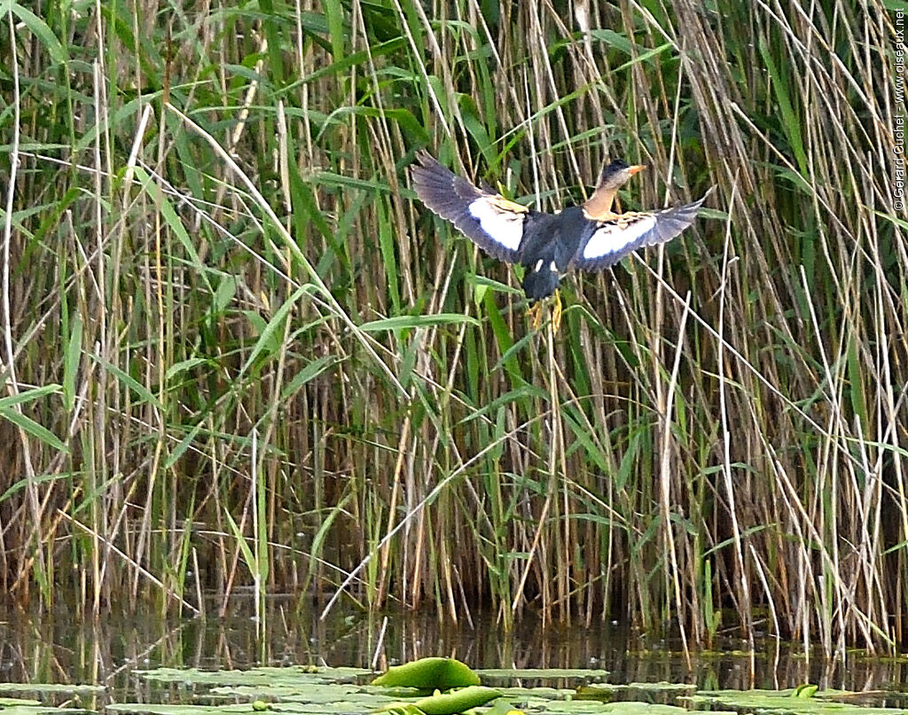 Little Bittern, Flight