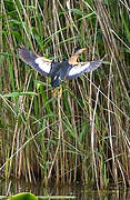 Little Bittern