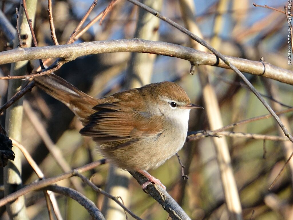 Bouscarle de Cetti