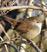 Cetti's Warbler