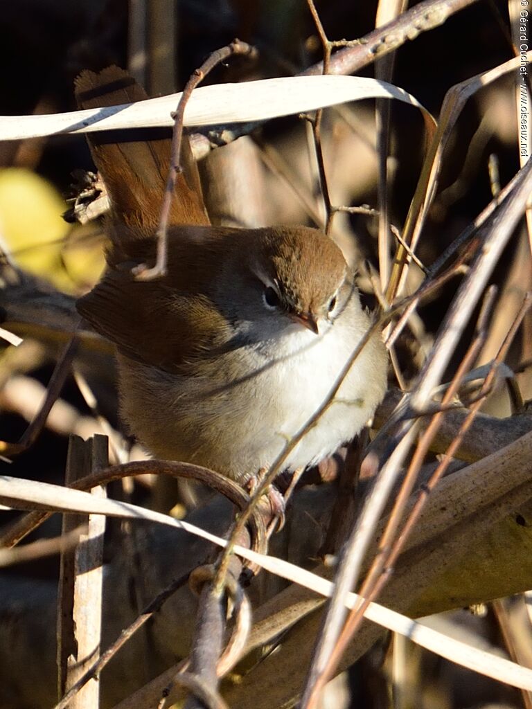 Bouscarle de Cetti