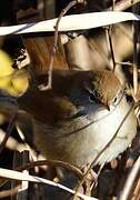 Cetti's Warbler