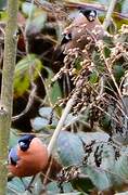 Eurasian Bullfinch