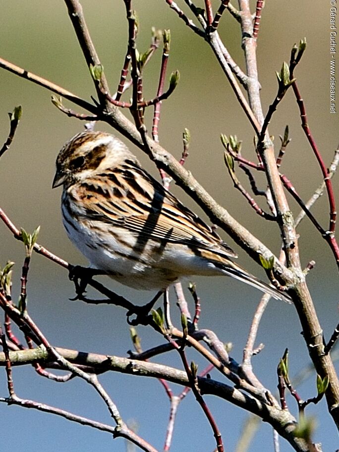 Common Reed Bunting