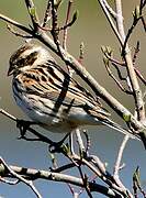 Common Reed Bunting