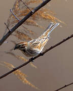 Common Reed Bunting