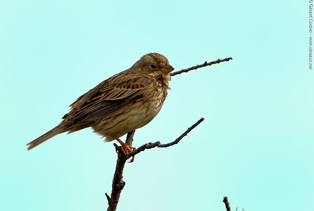 Corn Bunting, identification, close-up portrait