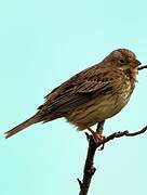 Corn Bunting