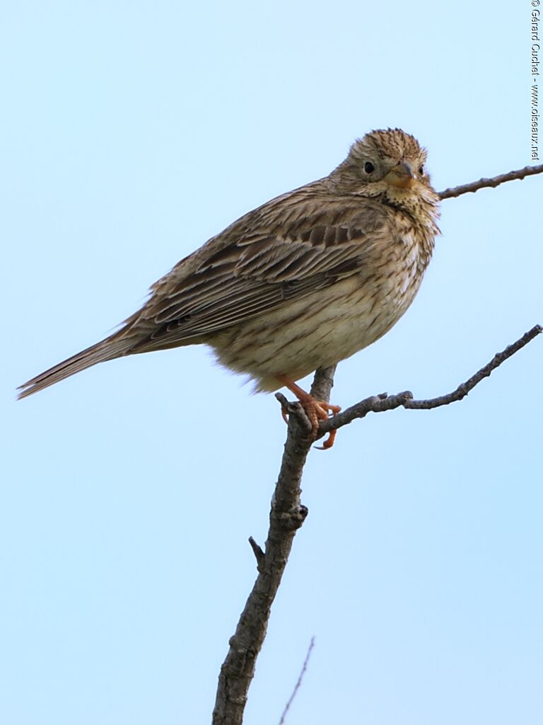 Corn Bunting, identification, close-up portrait