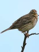 Corn Bunting