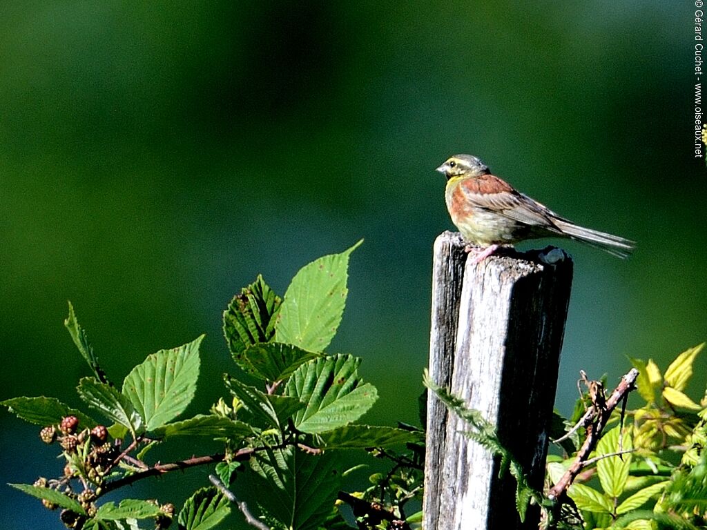 Cirl Bunting