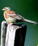 Cirl Bunting