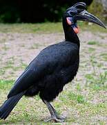 Abyssinian Ground Hornbill