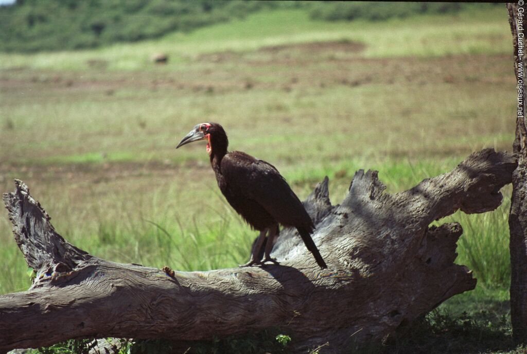 Southern Ground Hornbill