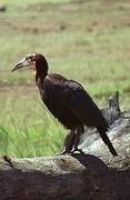 Southern Ground Hornbill