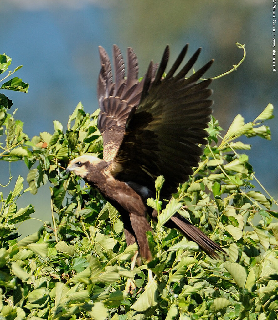 Western Marsh Harrier