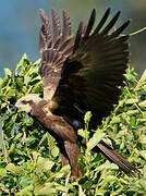 Western Marsh Harrier