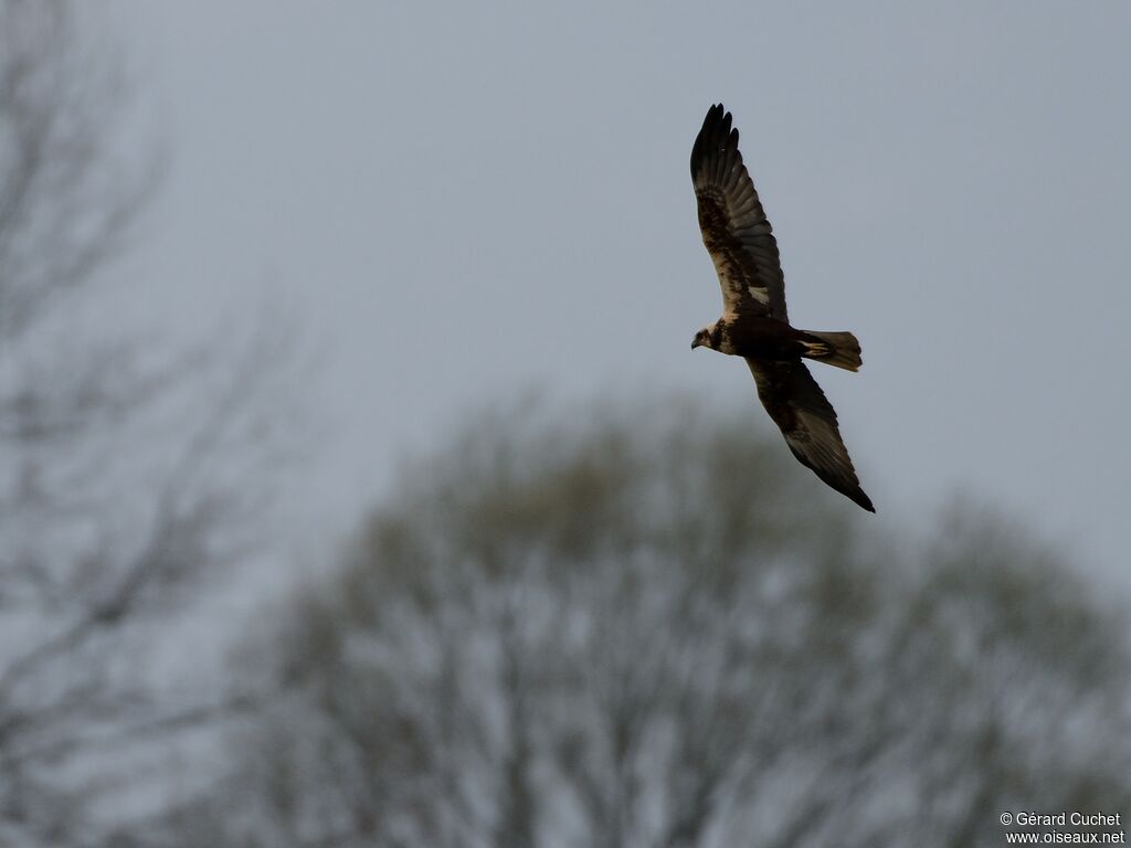 Western Marsh Harrier