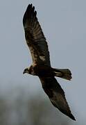 Western Marsh Harrier