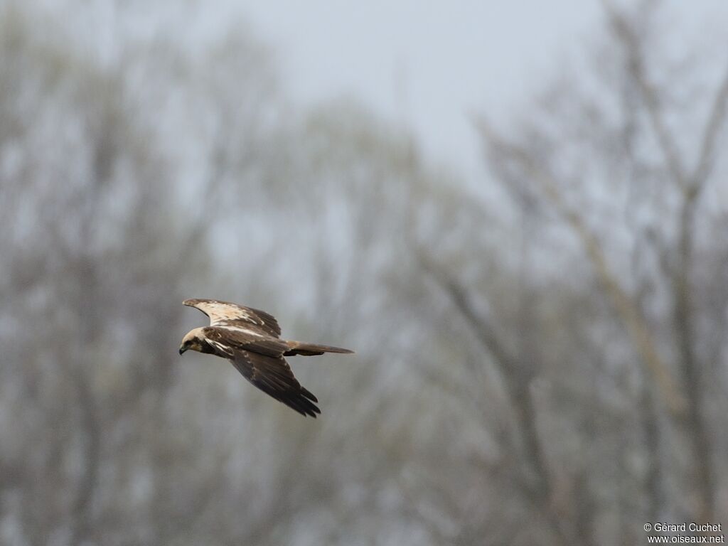 Western Marsh Harrier