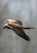 Western Marsh Harrier