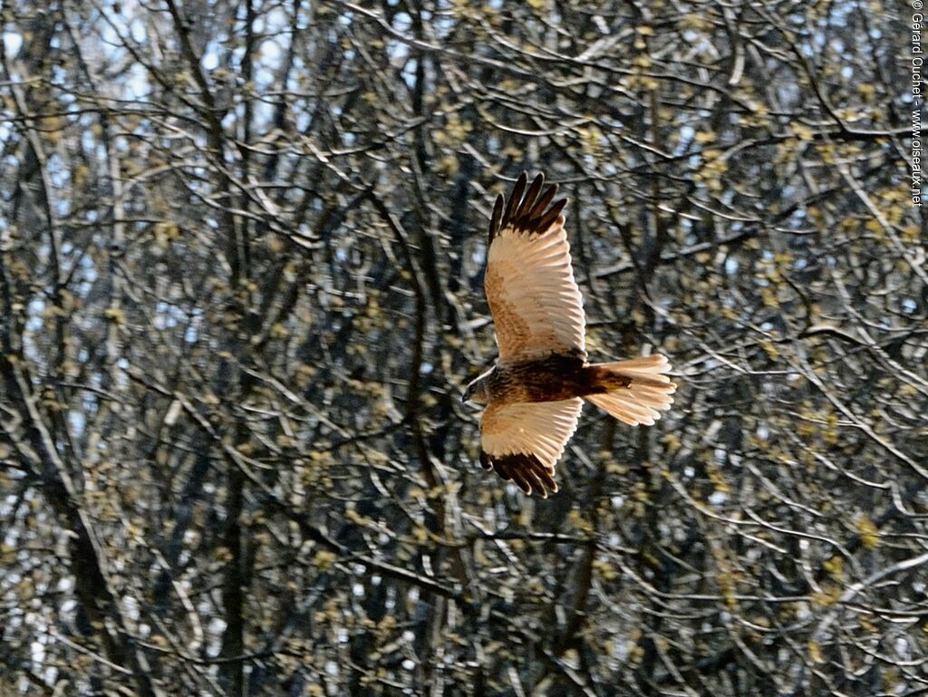 Western Marsh Harrier