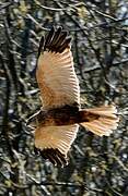 Western Marsh Harrier